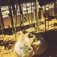 月うさぎの里の写真・動画_image_140445