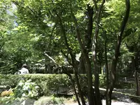 明月院 月笑軒の写真・動画_image_140841