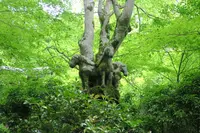 西明寺の写真・動画_image_140967