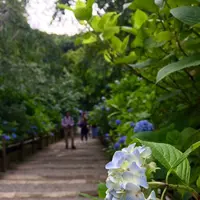 明月院（あじさい寺）の写真・動画_image_141145