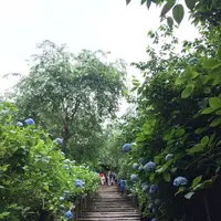 明月院（あじさい寺）の写真・動画_image_141146
