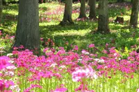 花の森四十八滝山野草花園の写真・動画_image_141619