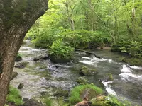 奥入瀬渓流　　の写真・動画_image_141737