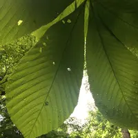 奥入瀬渓流　　の写真・動画_image_141738