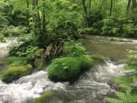 奥入瀬渓流　　の写真・動画_image_141739