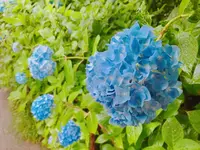 明月院（あじさい寺）の写真・動画_image_141822