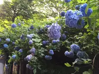 明月院（あじさい寺）の写真・動画_image_142158
