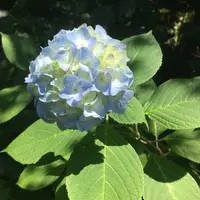 明月院（あじさい寺）の写真・動画_image_142447