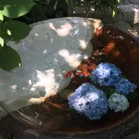 明月院（あじさい寺）の写真・動画_image_142448