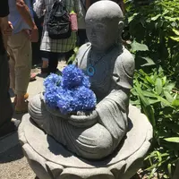明月院（あじさい寺）の写真・動画_image_142450