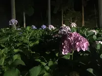 三室戸寺の写真・動画_image_142702