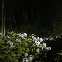 三室戸寺の写真・動画_image_142705