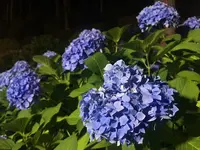 三室戸寺の写真・動画_image_142706
