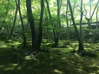 祇王寺の写真・動画_image_142745