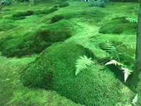 祇王寺の写真・動画_image_142746