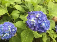 天龍寺の写真・動画_image_142747