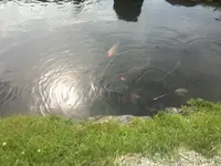 天龍寺の写真・動画_image_142748