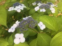 宝厳院の写真・動画_image_142750