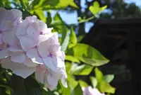 御霊神社の写真・動画_image_142804