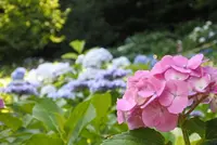 長谷寺の写真・動画_image_142810