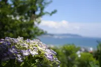 長谷寺の写真・動画_image_142811