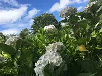 保和苑の写真・動画_image_142954