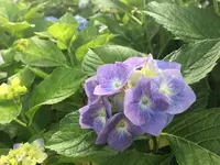 保和苑の写真・動画_image_142955