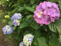 保和苑の写真・動画_image_142956