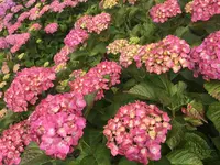 保和苑の写真・動画_image_142957