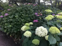 保和苑の写真・動画_image_142958