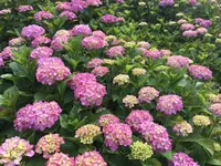 保和苑の写真・動画_image_142960