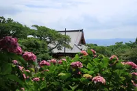 矢田寺の写真・動画_image_142975