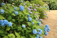 矢田寺の写真・動画_image_142977