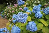 矢田寺の写真・動画_image_142978