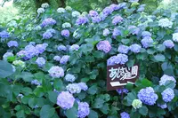 矢田寺の写真・動画_image_142981