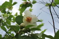 矢田寺の写真・動画_image_142987