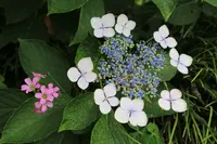 矢田寺の写真・動画_image_142988