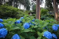 三室戸寺の写真・動画_image_142995