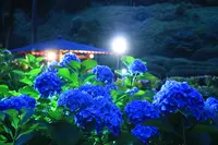 三室戸寺の写真・動画_image_142999