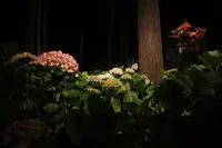 三室戸寺の写真・動画_image_143000