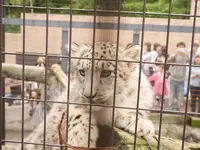 旭川市 旭山動物園の写真・動画_image_143016