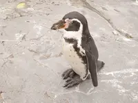 旭川市 旭山動物園の写真・動画_image_143017