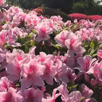 新宿御苑の写真・動画_image_143164