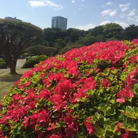 新宿御苑の写真・動画_image_143166