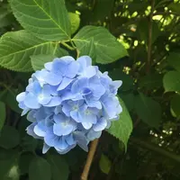 明月院（あじさい寺）の写真・動画_image_143175