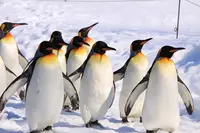 旭川市 旭山動物園の写真・動画_image_143642