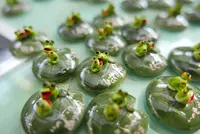 モネの池（名もなき池）の写真・動画_image_143861