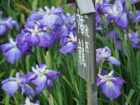 水郷佐原あやめパーク（旧 水郷佐原水生植物園）の写真・動画_image_144060