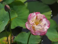 水郷佐原あやめパーク（旧 水郷佐原水生植物園）の写真・動画_image_144063