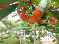 桜桃屋うちだ園の写真・動画_image_144332